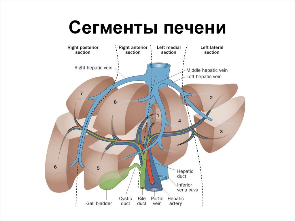 Доли печени анатомия схема