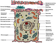 Цитология№1